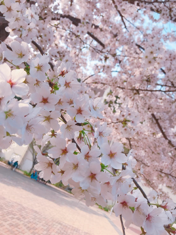 桜満開　東京新橋